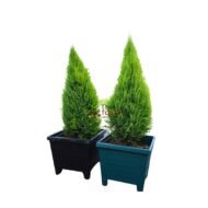 Lemon Cypress in planter