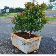Eugenia in concrete planter