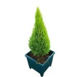 Lemon Cypress in planter