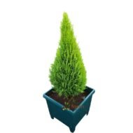 Lemon Cypress in planter
