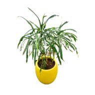 Croton in fiber planter