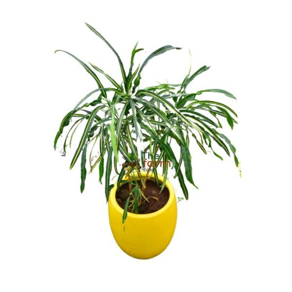 Croton in fiber planter