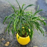 Croton in fiber planter