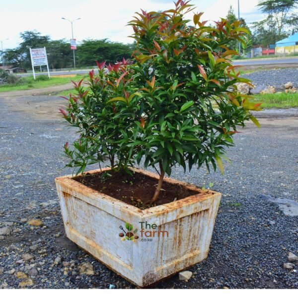 Eugenia in concrete planter