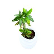Croton Codiaeum in spiral fiberglass planter