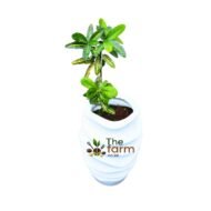 Croton Codiaeum in spiral fiberglass planter