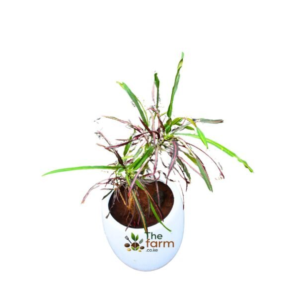 Garden croton in fiberglass planter