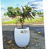 Garden croton in fiberglass planter