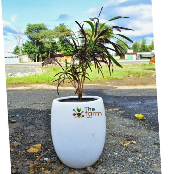 Garden croton in fiberglass planter