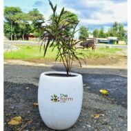 Garden croton in fiberglass planter