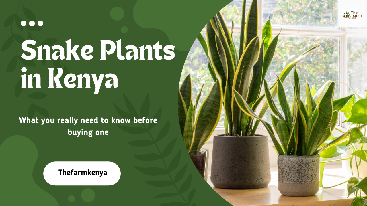 Snake Plants in Kenya