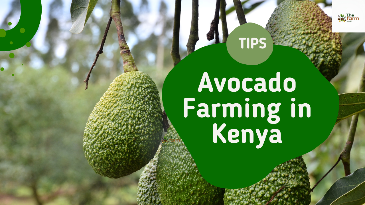 Avocado Farming in Kenya: From Seedling to Export Success