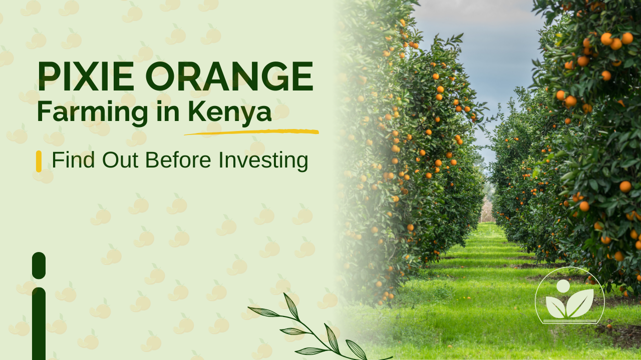 Pixie Orange Farming in Kenya: Everything You Need to Know
