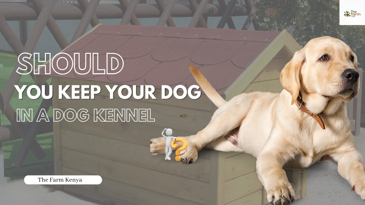 Should You Keep Your Dog in a Kennel?