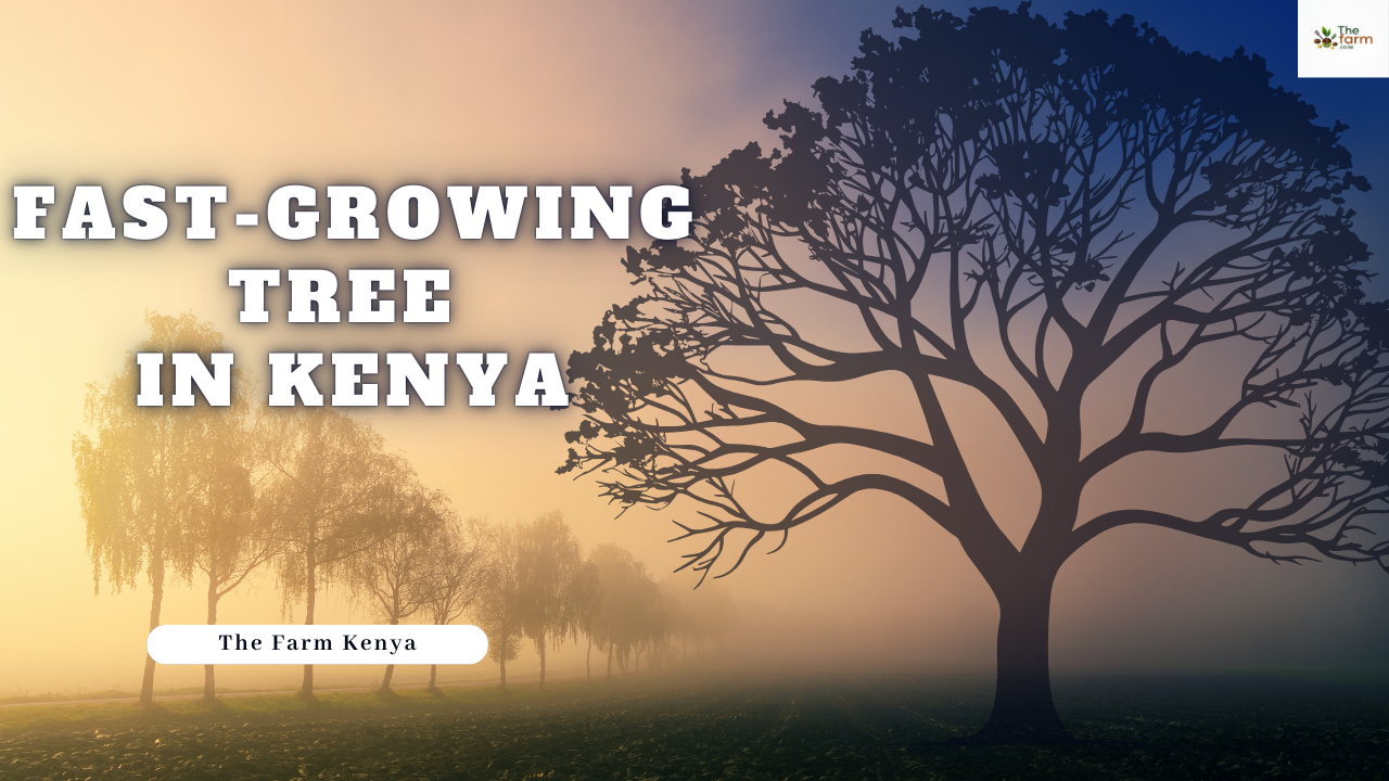Top 10 Fast Growing Trees in Kenya For Shade and Profit