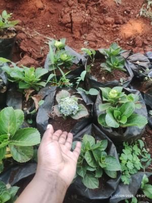 Hydrangea Seedling