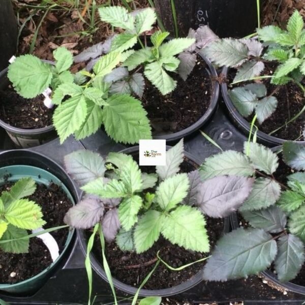 Blackberry Seedling