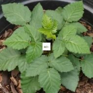 Blackberry Seedling - Image 3