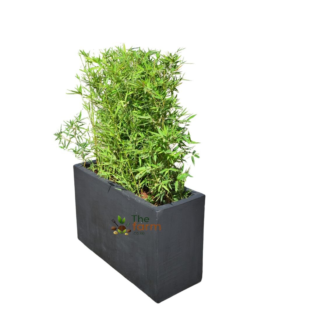 Zephyr Concrete Planter - Model KCE04 Zephyr Concrete Planter - Model KCE04 - Image 3