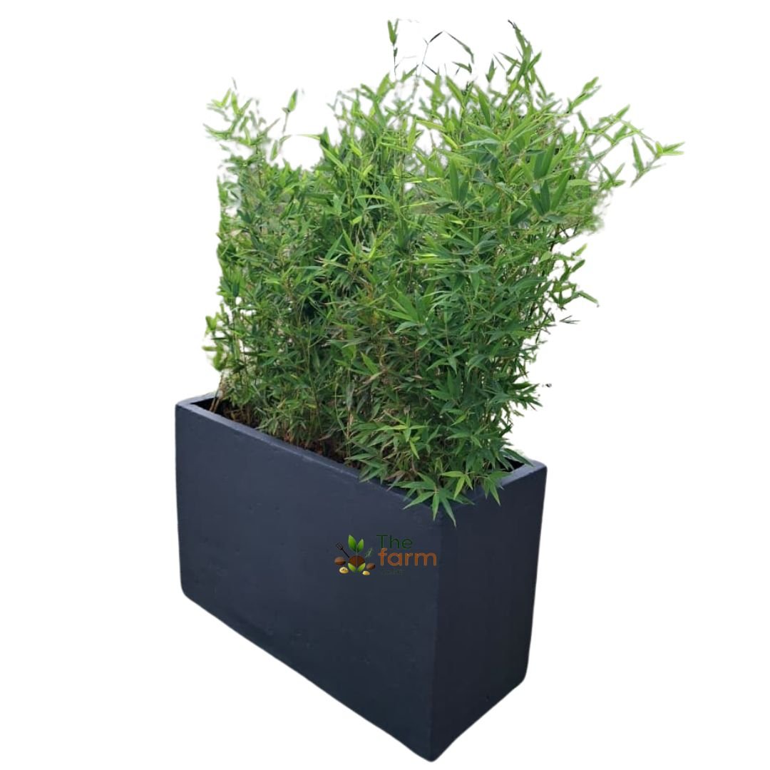 Zephyr Concrete Planter - Model Floating Concrete Planter KCE08 - Image 1