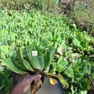 Water Hyacinth Seedling