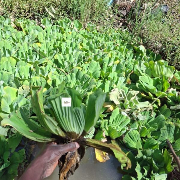 Water Hyacinth Seedling
