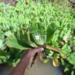 Water Hyacinth Seedling