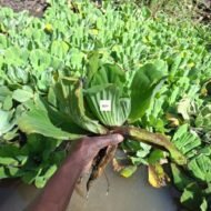 Water Hyacinth Seedling