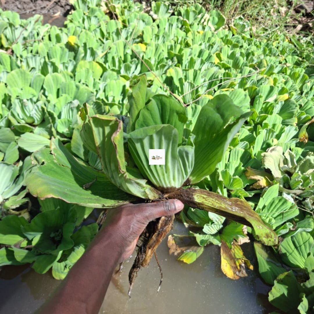 Water Hyacinth Seedling Water Hyacinth Seedling