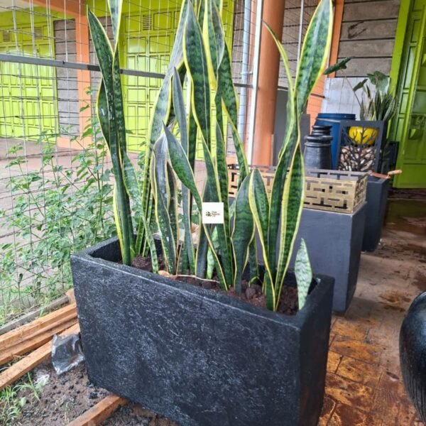 Concrete Planter with Snake Plant