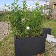 Concrete Planter with Bamboo