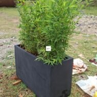 Concrete Planter with Bamboo