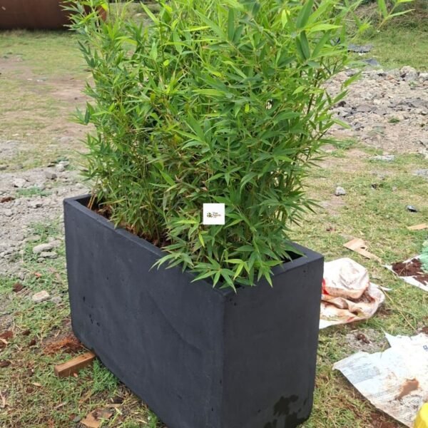 Concrete Planter with Bamboo