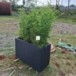 Concrete Planter with Bamboo