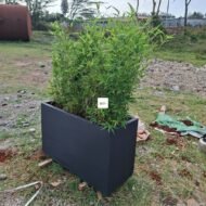 Concrete Planter with Bamboo