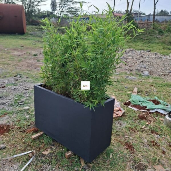 Concrete Planter with Bamboo