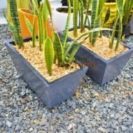 Concrete Pot with Snake Plant