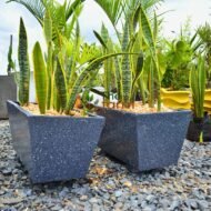 Concrete Pot with Snake Plant