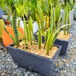Concrete Pot with Snake Plant