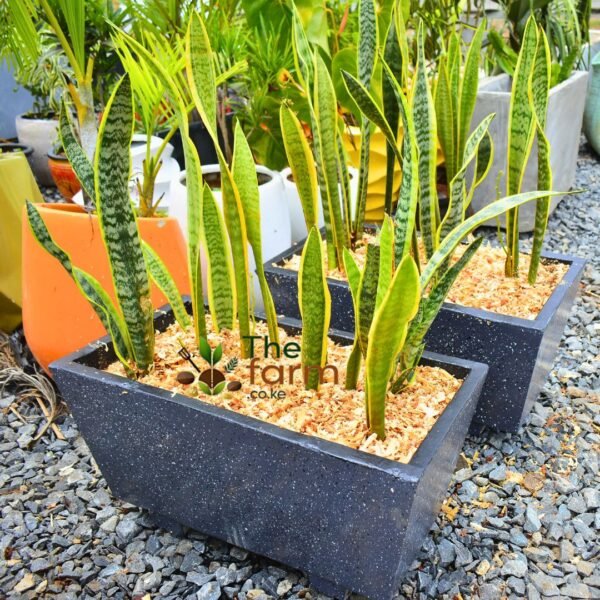 Concrete Pot with Snake Plant