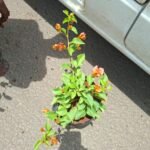 Bougainvillea plant seedlings Orange.