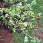 Bougainvillea plant seedlings White.