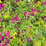 Bougainvillea plant seedlings Purple