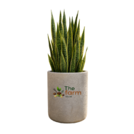 Small cylinder concrete planter. - Image 2