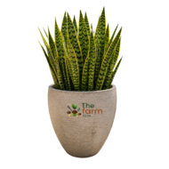 Amphora small concrete flower pot. - Image 2