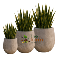 Anjara small concrete flower pots. - Image 2