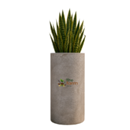 large cylinder concrete planter. - Image 2