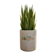 Medium cylinder concrete planter. - Image 2