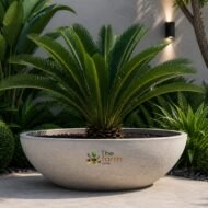 Hemisphere concrete planter perfect for your palm trees and cycads. - Image 2
