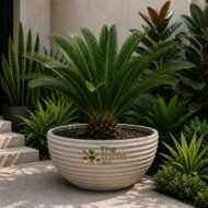 Ribbed hemisphere concrete planter perfect for palm trees and cycads. - Image 2